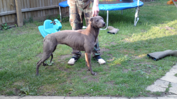 Bull x store greyhound for sale